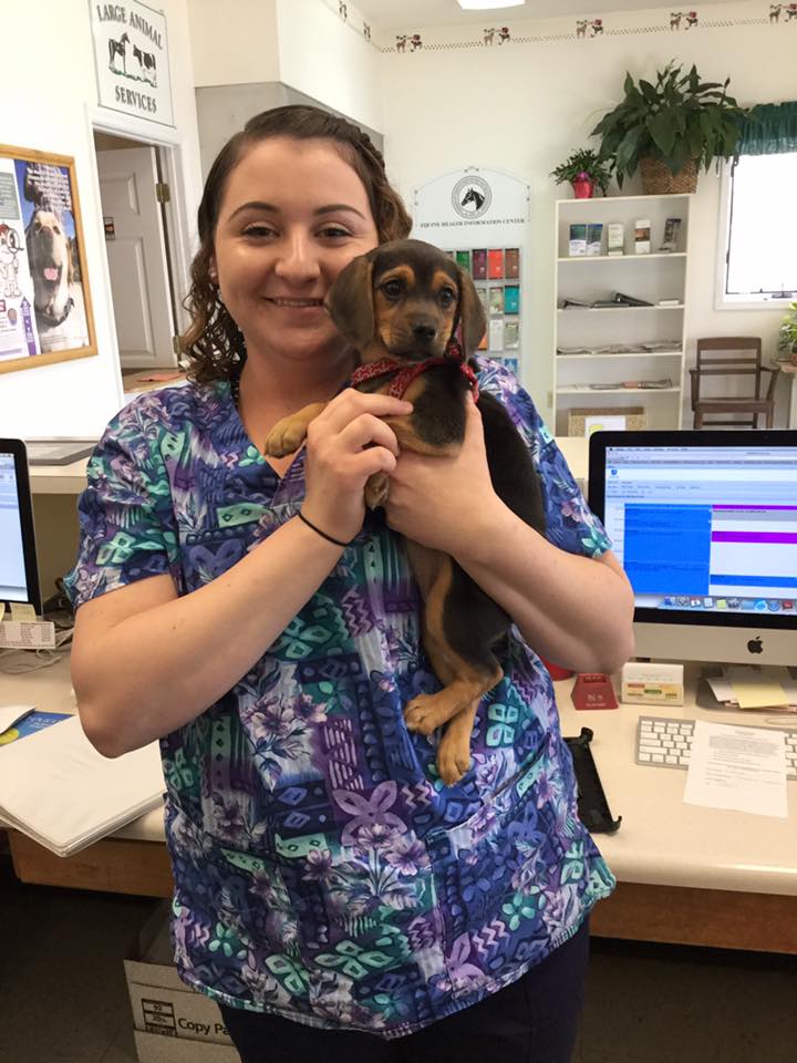 Dayton Animal Clinic - Dayton, VA - Our assistant, Brittany Dayton Animal Clinic - Dayton, VA - Our assistant, Brittany