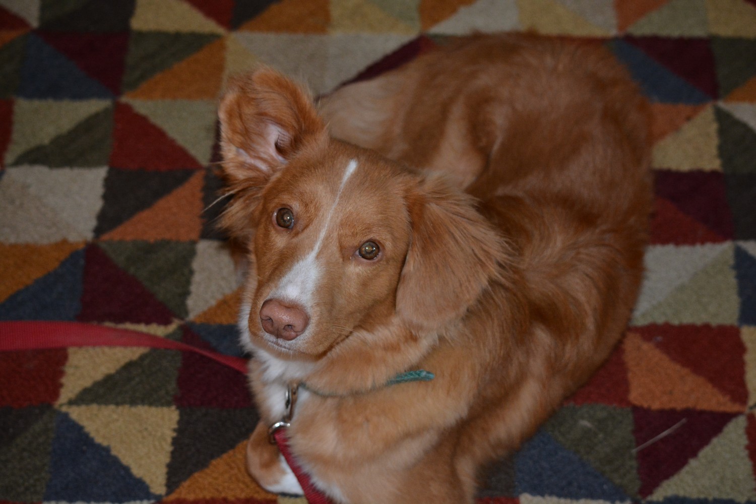 Dr. Carter's Toller - "Sadie" - Dayton Animal Clinic - Dayton, VA